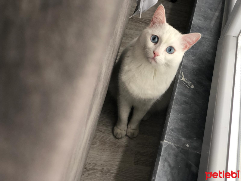 Ankara Kedisi, Kedi  Sakız fotoğrafı