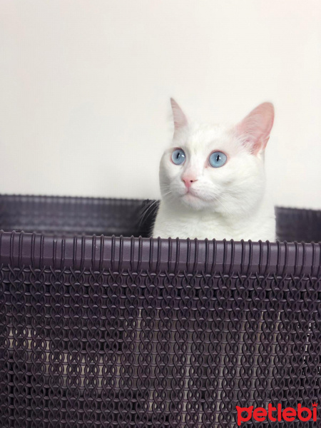 Ankara Kedisi, Kedi  Sakız fotoğrafı