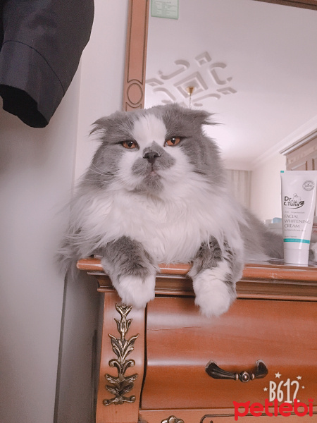 Scottish Fold, Kedi  Aşkım fotoğrafı