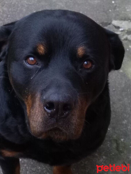 Rottweiler, Köpek  Paşa (Max) fotoğrafı