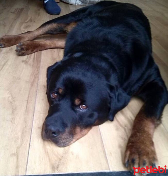 Rottweiler, Köpek  Paşa (Max) fotoğrafı