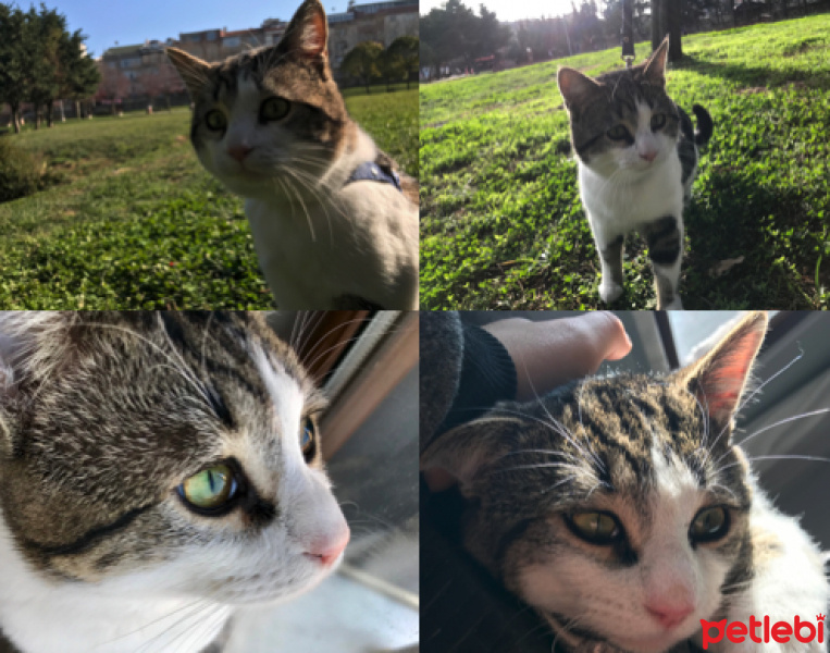 Tekir Kedi, Kedi  Kittines fotoğrafı
