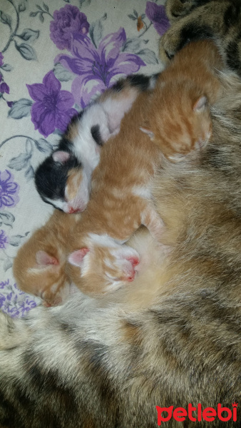 Tekir Kedi, Kedi  Noniş fotoğrafı