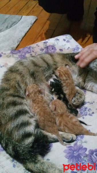 Tekir Kedi, Kedi  Noniş fotoğrafı