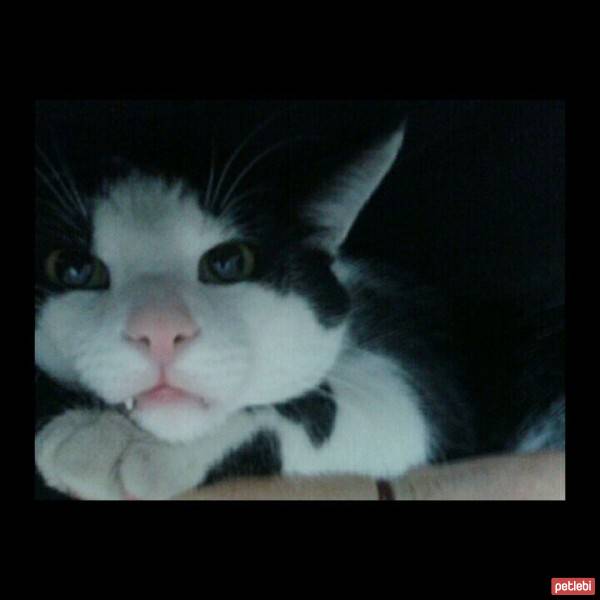 Tekir Kedi, Kedi  peri fotoğrafı