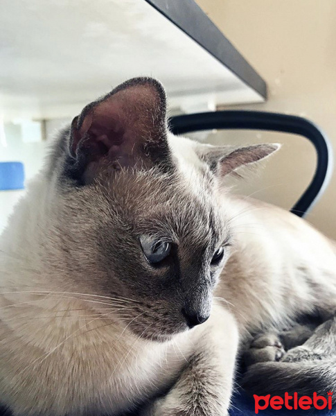 Siyam Kedisi, Kedi  Nyx fotoğrafı