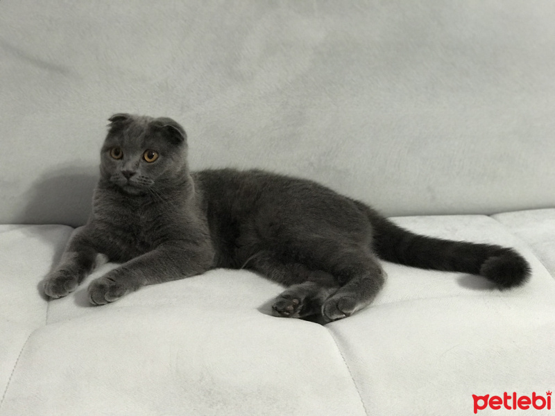 Scottish Fold, Kedi  TOSY fotoğrafı