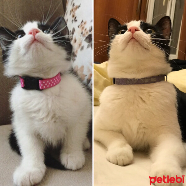 Tuxedo (Smokin) Kedi, Kedi  Bıdık fotoğrafı