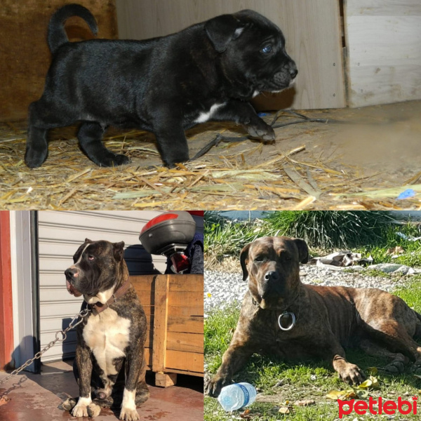 Presa Canario, Köpek  Mamba fotoğrafı