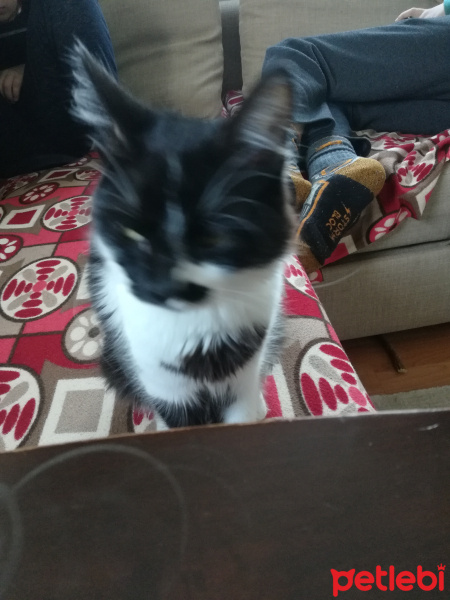 Tekir Kedi, Kedi  Karabiber fotoğrafı