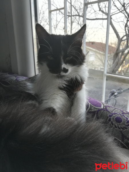 Tekir Kedi, Kedi  Karabiber fotoğrafı