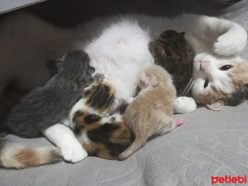 Tekir Kedi, Kedi  Karabiber fotoğrafı