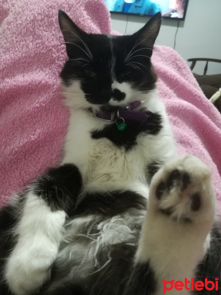 Tekir Kedi, Kedi  Karabiber fotoğrafı