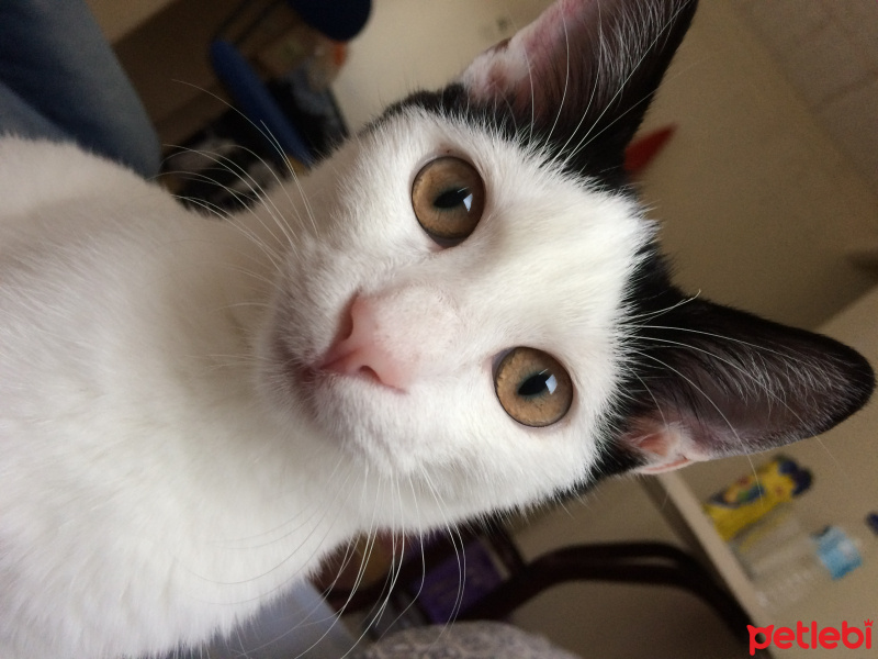 Ankara Kedisi, Kedi  Elizabeth fotoğrafı