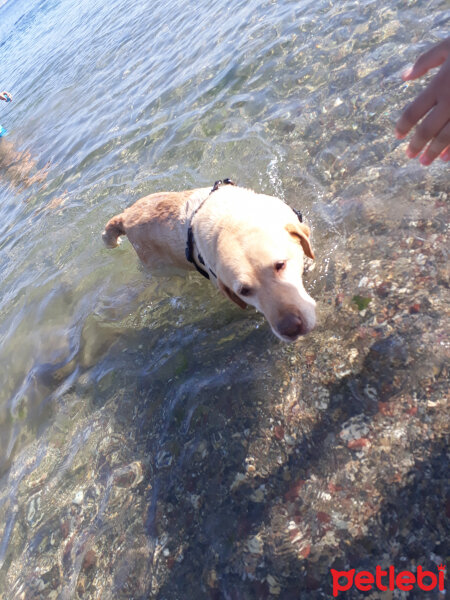 Labrador Retriever, Köpek  KARAMEL fotoğrafı