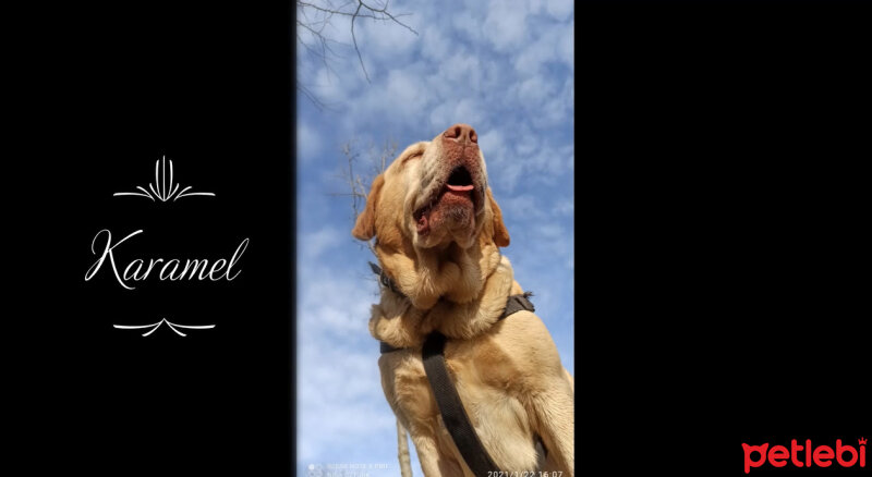 Labrador Retriever, Köpek  KARAMEL fotoğrafı