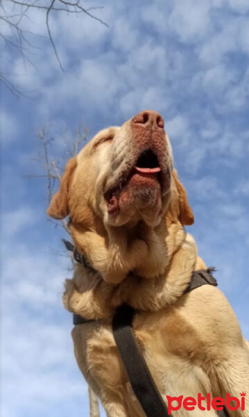 Labrador Retriever, Köpek  KARAMEL fotoğrafı