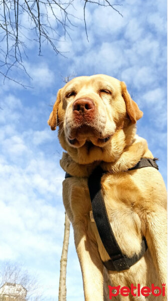 Labrador Retriever, Köpek  KARAMEL fotoğrafı