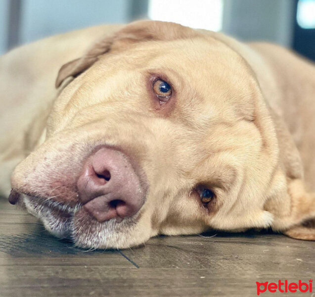 Labrador Retriever, Köpek  KARAMEL fotoğrafı