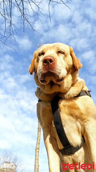 Labrador Retriever, Köpek  KARAMEL fotoğrafı