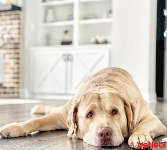 Labrador Retriever, Köpek  KARAMEL fotoğrafı