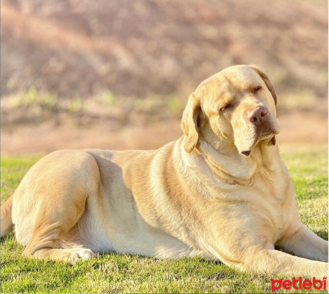 Labrador Retriever, Köpek  KARAMEL fotoğrafı