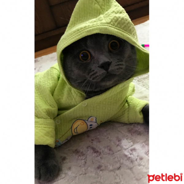 Scottish Fold, Kedi  Tosbik fotoğrafı