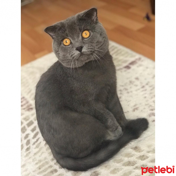 Scottish Fold, Kedi  Tosbik fotoğrafı