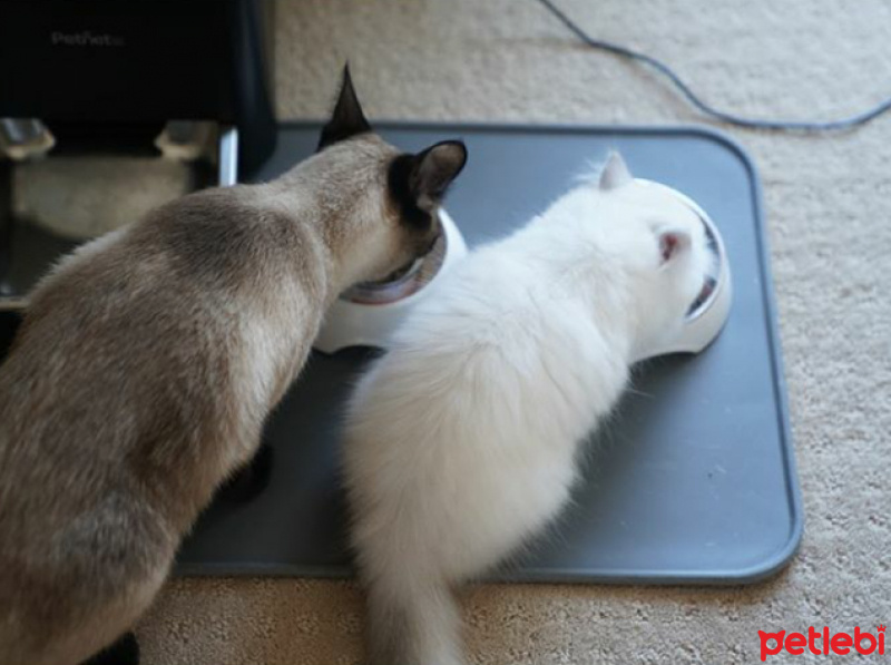 Chinchilla, Kedi  Hera,leo fotoğrafı