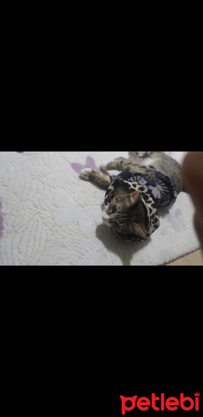 Tekir Kedi, Kedi  Mia fotoğrafı