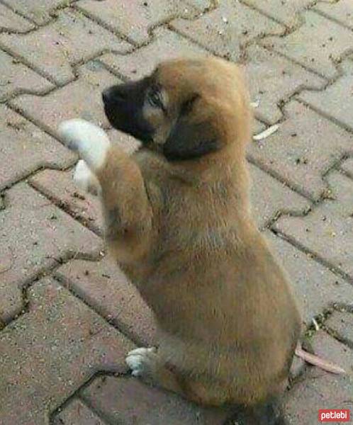 Kangal, Köpek  Çakır fotoğrafı