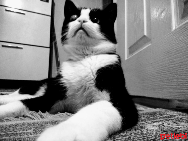 Tuxedo (Smokin) Kedi, Kedi  Papyon fotoğrafı