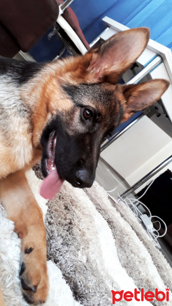 Alman Çoban Köpeği, Köpek  Sasha fotoğrafı