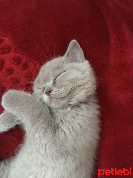 British Shorthair, Kedi  Balım fotoğrafı