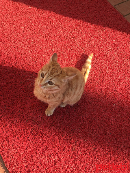 Tekir Kedi, Kedi  Miya mi deyince geliyo ❤️ fotoğrafı