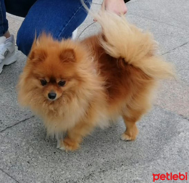 Pomeranyalı, Köpek  Zeyna fotoğrafı