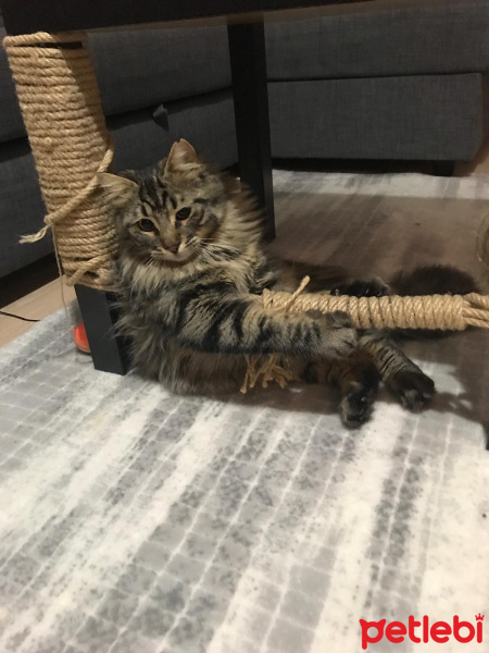 Tekir Kedi, Kedi  Nepal fotoğrafı