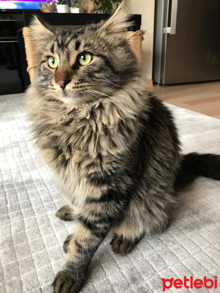 Tekir Kedi, Kedi  Nepal fotoğrafı