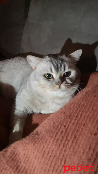 Scottish Fold, Kedi  Mestan fotoğrafı