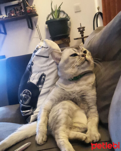 Scottish Fold, Kedi  Mestan fotoğrafı