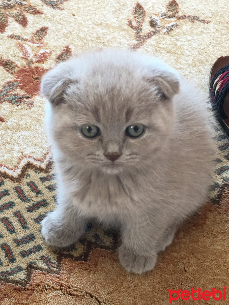 Scottish Fold, Kedi  Duman fotoğrafı