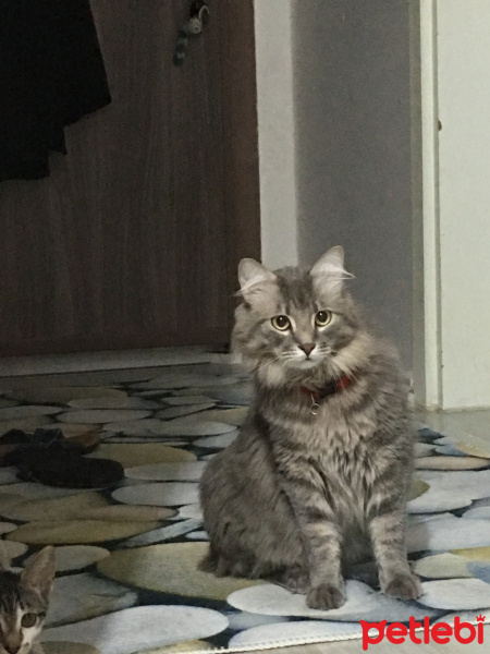 Norwegian Forest, Kedi  Çakıl fotoğrafı