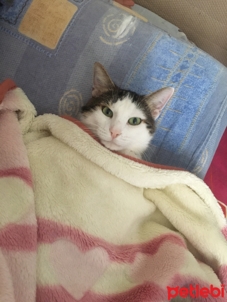 Tekir Kedi, Kedi  Pamuk fotoğrafı