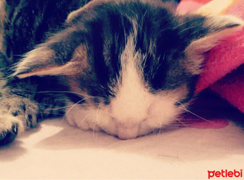 Tekir Kedi, Kedi  Pamuk fotoğrafı