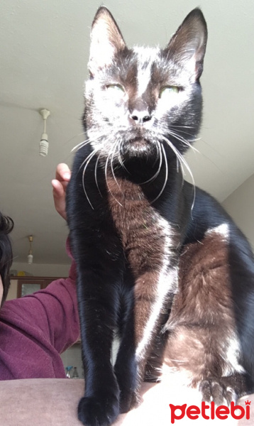Bombay, Kedi  Kuyruk fotoğrafı