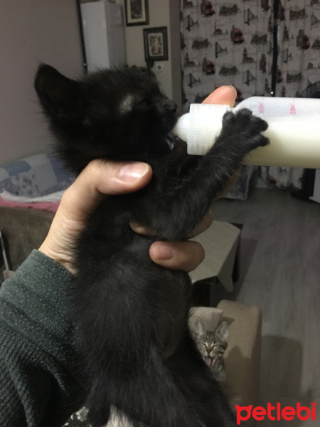 Bombay, Kedi  Kuyruk fotoğrafı