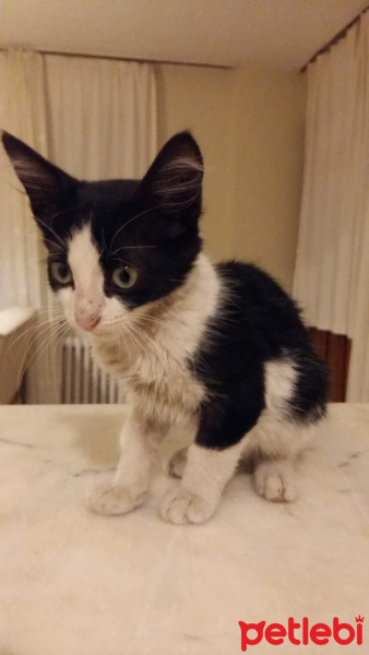 Tuxedo (Smokin) Kedi, Kedi  Gırgır fotoğrafı
