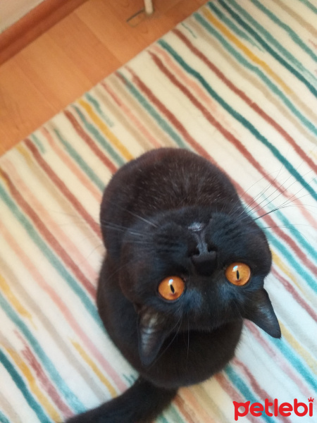 British Shorthair, Kedi  Karam fotoğrafı