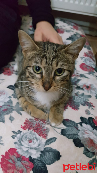 Tekir Kedi, Kedi  Godoş fotoğrafı