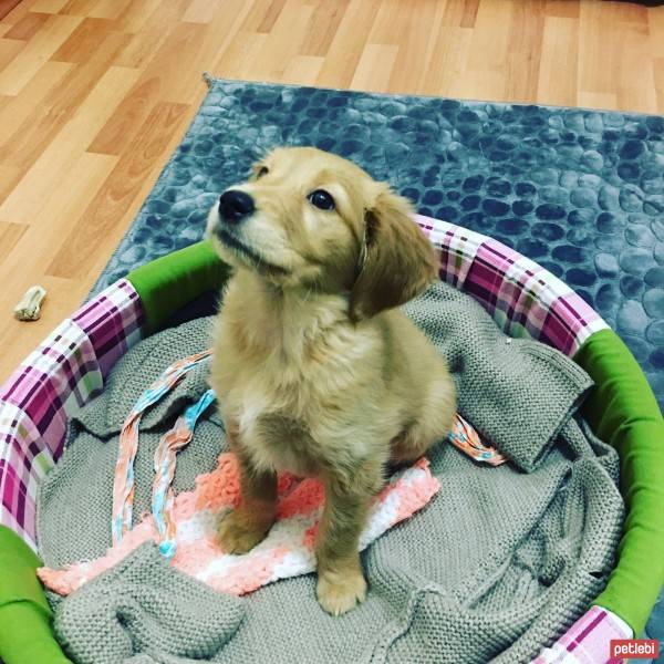 Golden Retriever, Köpek  mişa fotoğrafı